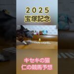 宝塚記念2025  キセキの猫仁の競馬予想 #中央競馬予想 #猫のいる暮らし #かわいい猫