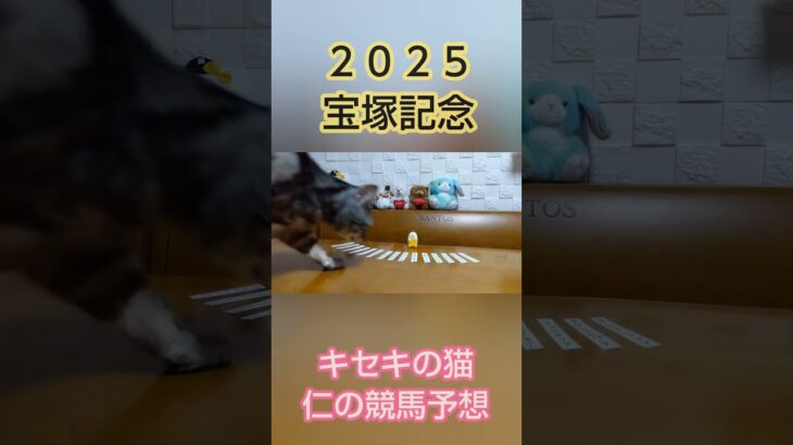 宝塚記念2025  キセキの猫仁の競馬予想 #中央競馬予想 #猫のいる暮らし #かわいい猫