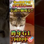 【ネコの競馬予想😸】宝塚記念2025🐈猫の予想で昨年7回Ｇ1的中🎯おもちゃ遊びで選んだ本命は穴馬…＃shorts＃かわいい＃競馬予想＃当たる＃競馬＃猫＃義経TV＃＃おもちゃ遊び＃特技＃動物チャレンジ