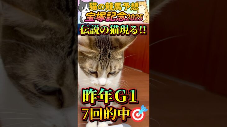 【ネコの競馬予想😸】宝塚記念2025🐈猫の予想で昨年7回Ｇ1的中🎯おもちゃ遊びで選んだ本命は穴馬…＃shorts＃かわいい＃競馬予想＃当たる＃競馬＃猫＃義経TV＃＃おもちゃ遊び＃特技＃動物チャレンジ