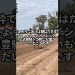 6月21日の函館4R推奨馬 #競馬 #競馬予想