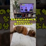 ワイドショーから脅威のサイン馬券が！？？#TOKIO#馬#猫#競馬予想 #ねこ#かわいい#国分太一#函館記念 #ラジオnikkei賞 #サイン競馬 #2025