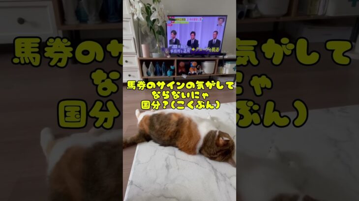ワイドショーから脅威のサイン馬券が！？？#TOKIO#馬#猫#競馬予想 #ねこ#かわいい#国分太一#函館記念 #ラジオnikkei賞 #サイン競馬 #2025