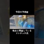 ハムスター競馬予想（東京ダービー） #shorts #ハムスター #hamster #競馬 #中央競馬予想