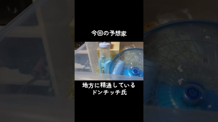 ハムスター競馬予想（東京ダービー） #shorts #ハムスター #hamster #競馬 #中央競馬予想