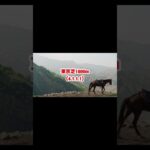 府中牝馬Ｓカナテープがアツすぎる#shorts #short #競馬#予想