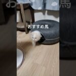宝塚記念記念#競馬予想#猫