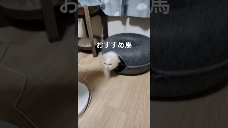 宝塚記念記念#競馬予想#猫