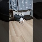 猫#競馬予想#しらさぎステークス
