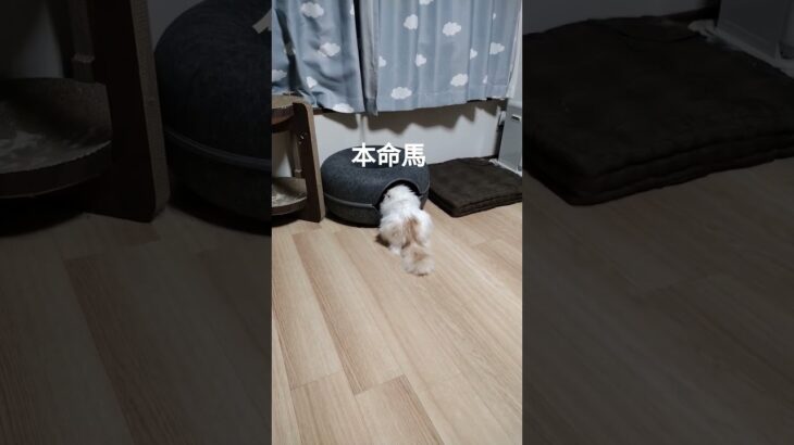 猫#競馬予想#しらさぎステークス