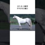 スターホース雑学～タマモクロス編② #競馬 #競馬予想 #推奨馬 #競馬雑学 #ウマ娘 #オグリキャップ