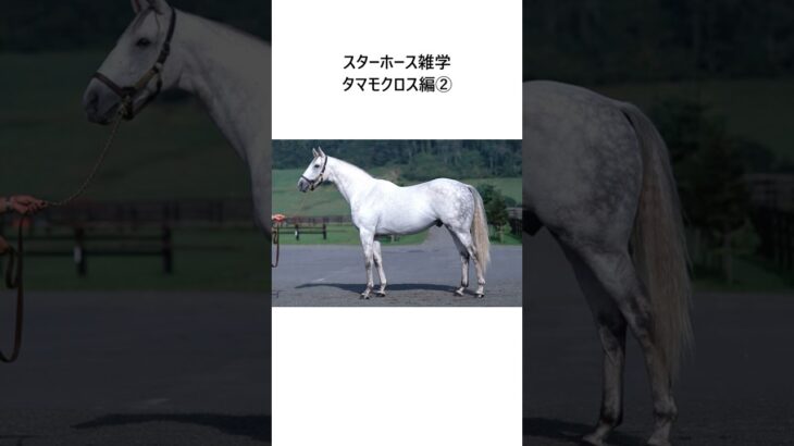 スターホース雑学～タマモクロス編② #競馬 #競馬予想 #推奨馬 #競馬雑学 #ウマ娘 #オグリキャップ