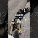 #競馬予想  安田記念
