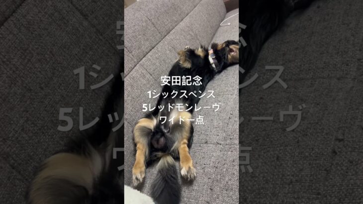 #競馬予想  安田記念
