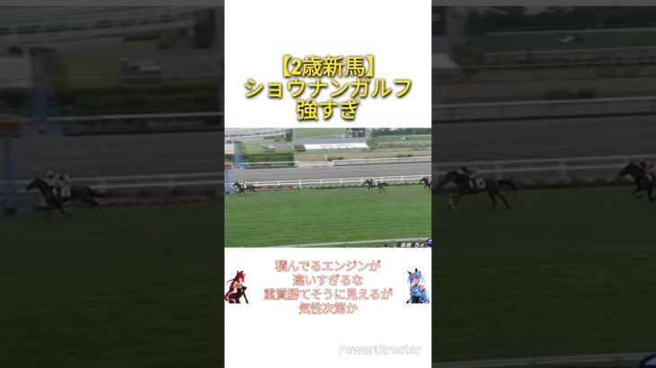 【2歳新馬2025】ショウナンガルフ強すぎ　#競馬