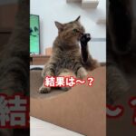ぽんくんの競馬予想！小倉記念&函館２歳ステークス4着的中！#shorts