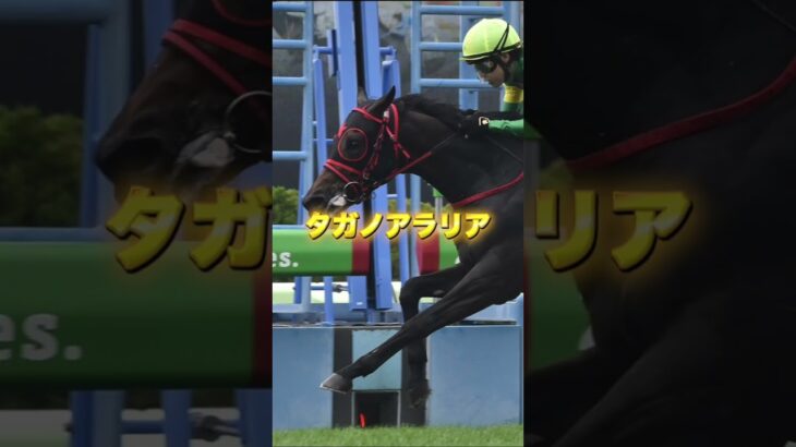 G3函館２歳Sの穴馬を３頭紹介＃競馬＃競馬予想＃夏競馬＃トウカイマシェリ＃タガノアラリア＃ノアールビーナス