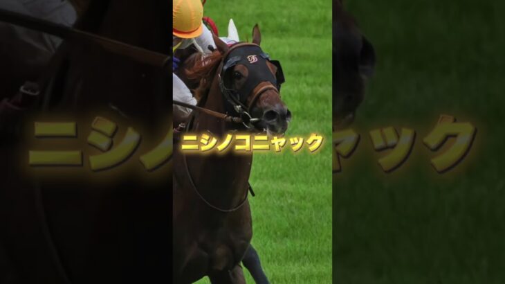 G3アイビスSDの穴馬を３頭紹介＃競馬＃競馬予想＃夏競馬＃千直＃モズメイメイ＃ウイングレイテスト＃ニシノコニャック＃菊沢