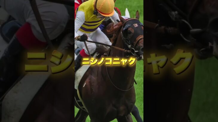 G3アイビスSDの穴馬を３頭紹介＃競馬＃競馬予想＃夏競馬＃千直＃モズメイメイ＃ウイングレイテスト＃ニシノコニャック＃菊沢