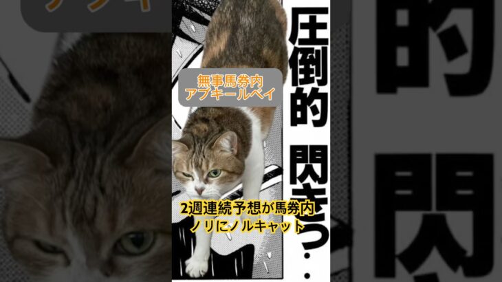 しゃろの北九州記念回顧#猫 #北九州記念#競馬予想#小倉競馬場 #アブキールベイ#ねこ#cat#競馬#ウマ#馬