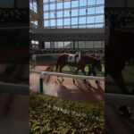 名前にインパクト馬イノキ福島競馬場 #shorts #競馬 #競馬予想 #競馬場 #パドック