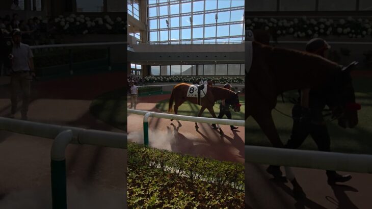 名前にインパクト馬イノキ福島競馬場 #shorts #競馬 #競馬予想 #競馬場 #パドック