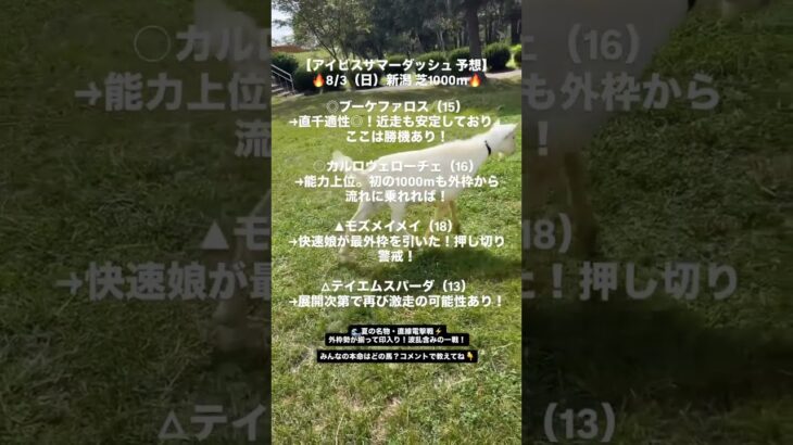 アイビスサマーダッシュ予想#アイビスサマーダッシュ #新潟競馬 #競馬予想 #ブーケファロス #カルロヴェローチェ  #直線競馬 #夏競馬 #JRA #馬券予想 #競馬好きと繋がりたい