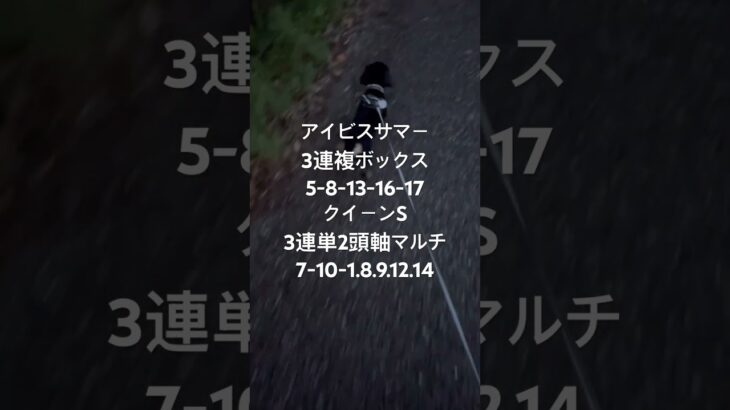 #中央競馬予想 #アイビスサマーダッシュ #クイーンS