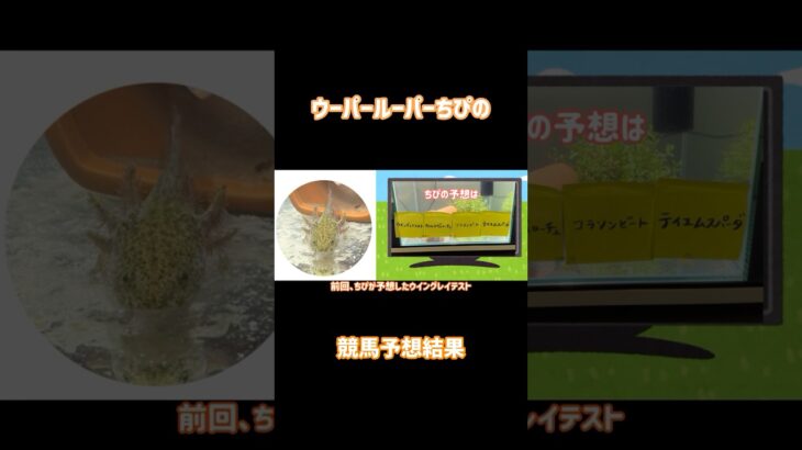 ウーパールーパーちぴの競馬予想結果#ウーパールーパー #競馬予想 #ペット動画 #競馬