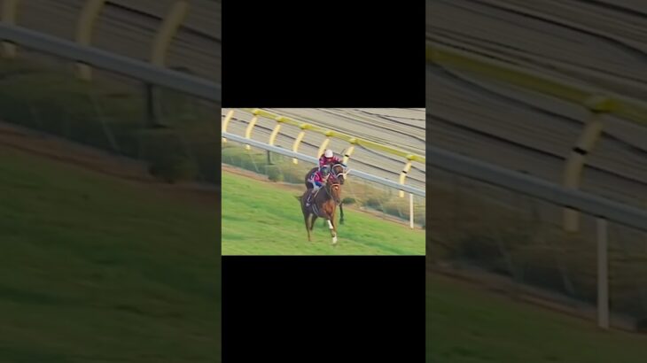 【哀悼】永遠なれグラスワンダー#競馬 #グラスワンダー #競馬予想 #スペシャルウィーク #有馬記念 #宝塚記念